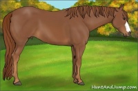 Horse Color:Chestnut 