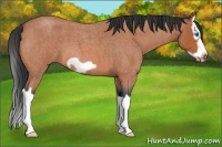 Horse Color:Bay Roan Splash Frame 