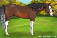 Horse Color:Bay Splash 