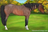 Horse Color:Bay Roan 