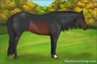 Horse Color:Brown 