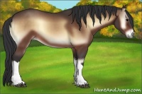 Horse Color:Bay Onyx 
