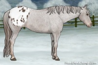 Horse Color:Liver Chestnut Appaloosa 