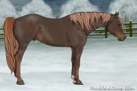 Horse Color:Liver Chestnut 