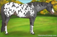 Horse Color:Liver Chestnut Appaloosa 