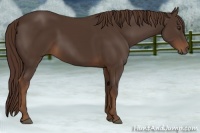 Horse Color:Liver Chestnut 