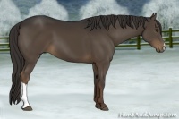 Horse Color:Liver Chestnut 