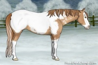 Horse Color:Gold Champagne Splash Appaloosa 