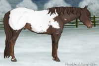 Horse Color:Liver Chestnut Sabino Appaloosa 