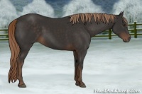 Horse Color:Liver Chestnut Rabicano 