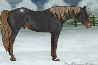 Horse Color:Liver Chestnut Appaloosa 