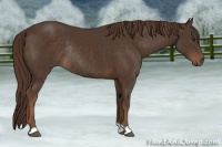 Horse Color:Liver Chestnut Rabicano 
