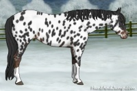 Horse Color:Liver Chestnut Appaloosa 