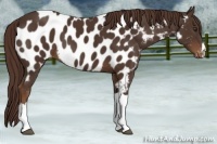 Horse Color:Liver Chestnut Near Leopard