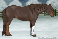 Horse Color:Liver Chestnut 