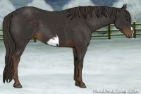 Horse Color:Liver Chestnut Frame 
