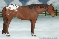 Horse Color:Liver Chestnut Appaloosa 