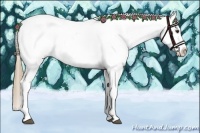 Horse Color:Chestnut Near Leopard 