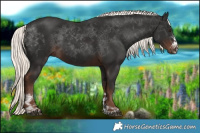 Horse Color:Liver Chestnut Mushroom Sabino Rabicano 