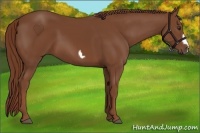 Horse Color:Chestnut Frame