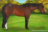 Horse Color:Bay 