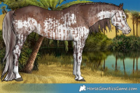 Horse Color:White Spotted Chocolate Brown and White Spotted Liver Chestnut Splash