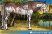 Horse Color:White Spotted Chocolate Brown  and White Spotted Liver Chestnut Splash 