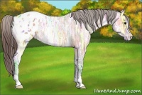 Horse Color:Bay Ice Appaloosa 