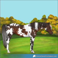Horse Color:White Spotted Liver Chestnut 