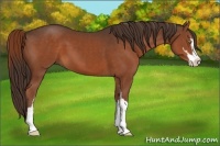 Horse Color:Liver Chestnut Sabino 