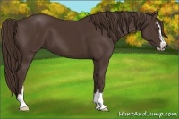 Horse Color:Liver Chestnut Sabino