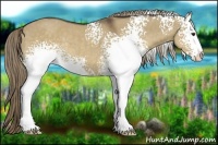 Horse Color:White Spotted Liver Red Dun Sabino Rabicano