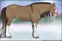Horse Color:Liver Red Dun Sabino Splash