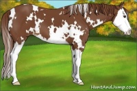 Horse Color:White Spotted Chestnut Splash