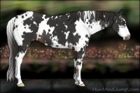 Horse Color:White Spotted Liver Chestnut Sabino