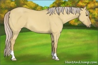 Horse Color:Palomino Dun 