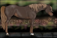 Horse Color:Liver Chestnut 