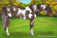 Horse Color:White Spotted Liver Chestnut Rabicano 