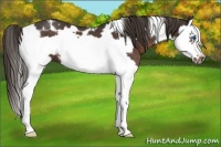Horse Color:White Spotted Liver Chestnut Splash Frame
