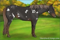 Horse Color:White Spotted Liver Chestnut 
