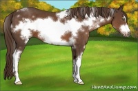 Horse Color:White Spotted Liver Chestnut Frame 