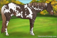Horse Color:White Spotted Liver Chestnut 