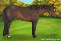 Horse Color:Liver Chestnut Sabino 