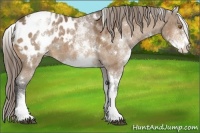 Horse Color:White Spotted Buckskin Appaloosa Rabicano