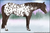 Horse Color:Liver Chestnut Sabino Blanket
