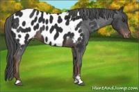Horse Color:Liver Chestnut Sabino Appaloosa 