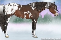 Horse Color:White Spotted Liver Chestnut Sabino Blanket 