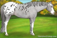 Horse Color:Liver Chestnut Sabino Splash Appaloosa 
