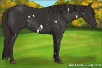 Horse Color:White Spotted Liver Chestnut
