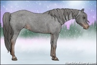 Horse Color:Liver Chestnut Appaloosa 